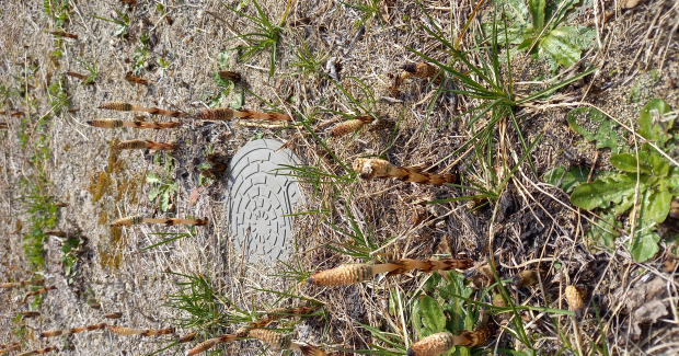 小さな春みーつけた！