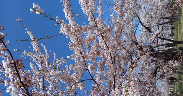 桜満開！意欲上々！