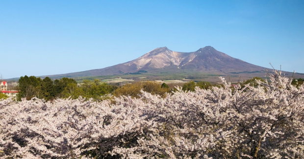 満開の桜の下で。