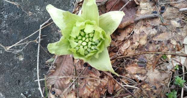 春がきたよ〜！！