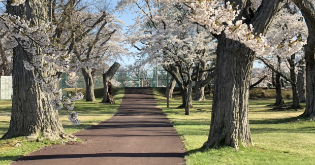 春爛漫！天真爛漫！