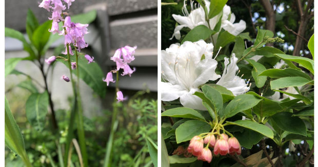 恵みの雨・笑顔満開！！