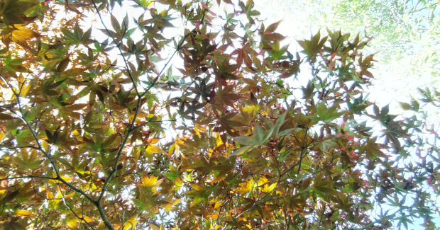 秋風と太陽の下。