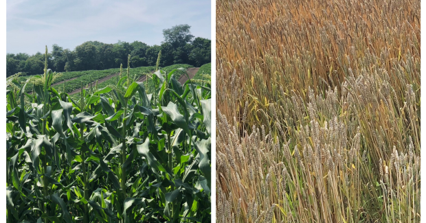 太陽さん本気だす！夏！！