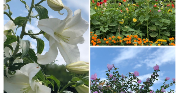 2024年！あおぞら夏祭り１日目！！