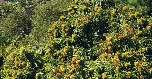 秋晴。あっぱれ！！