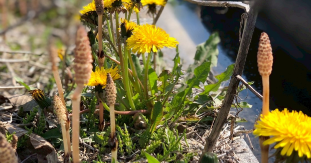 彩り増す春。桜開花！！