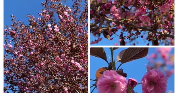 夏の足音？！まだまだ春よ！！